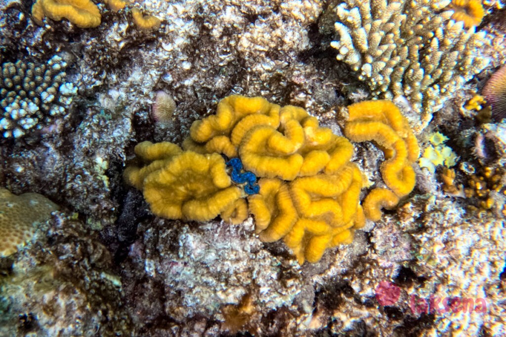 Сверлящая тридакна (Tridacna crocea) мозговой коралл (Faviidae)