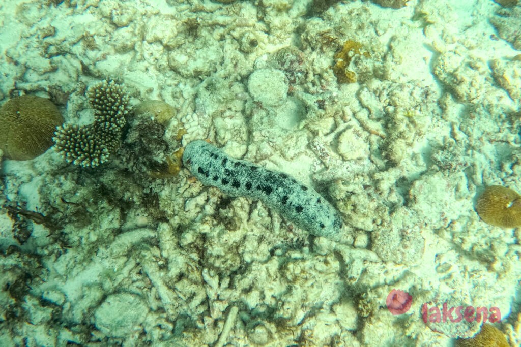 Морской огурец (Holothuroidea, голотурии)