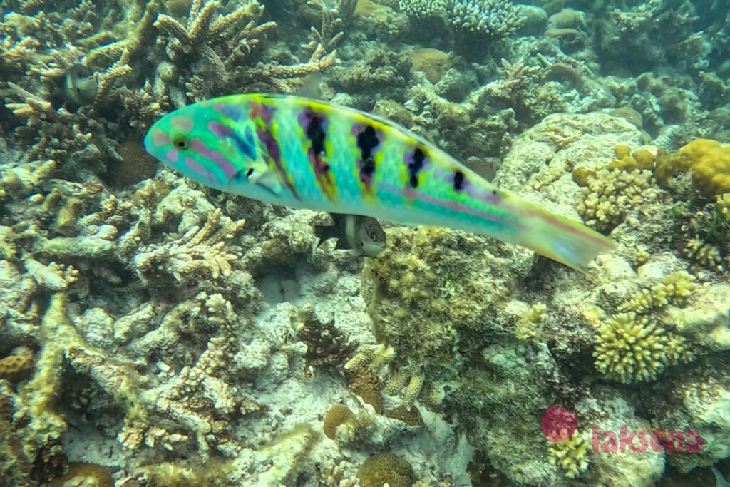 рифовые рыбы на Мальдивах Талассома Хардвика чернополосая Thalassoma hardwicke