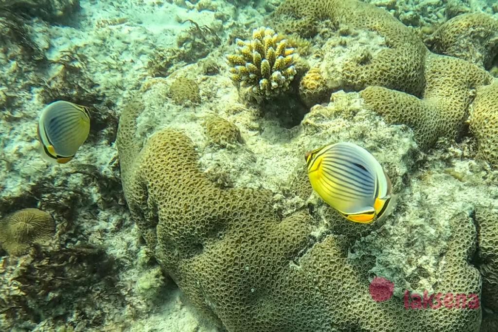 рифовые рыбы на Мальдивах  Трехполосая рыба-бабочка (Chaetodon trifasciatus), трёхполосый мезохетодон