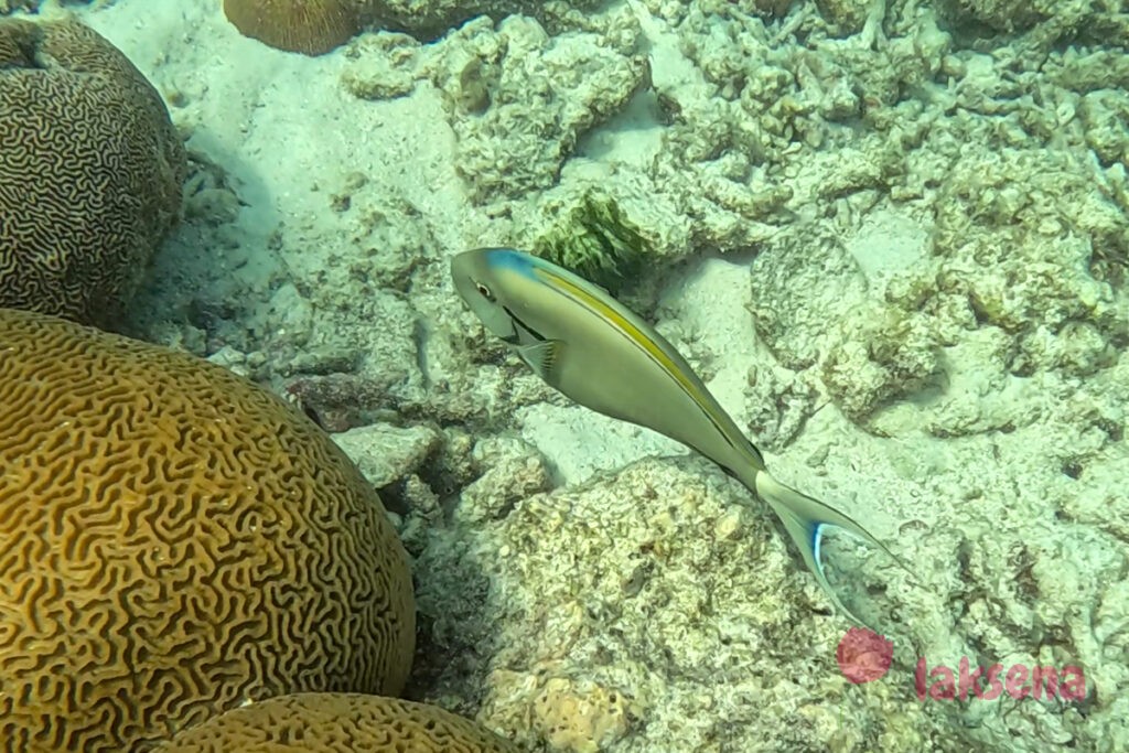 рифовые рыбы на Мальдивах хирург с черной полосой (Acanthurus nigricauda), также известный как хирург-эполет.