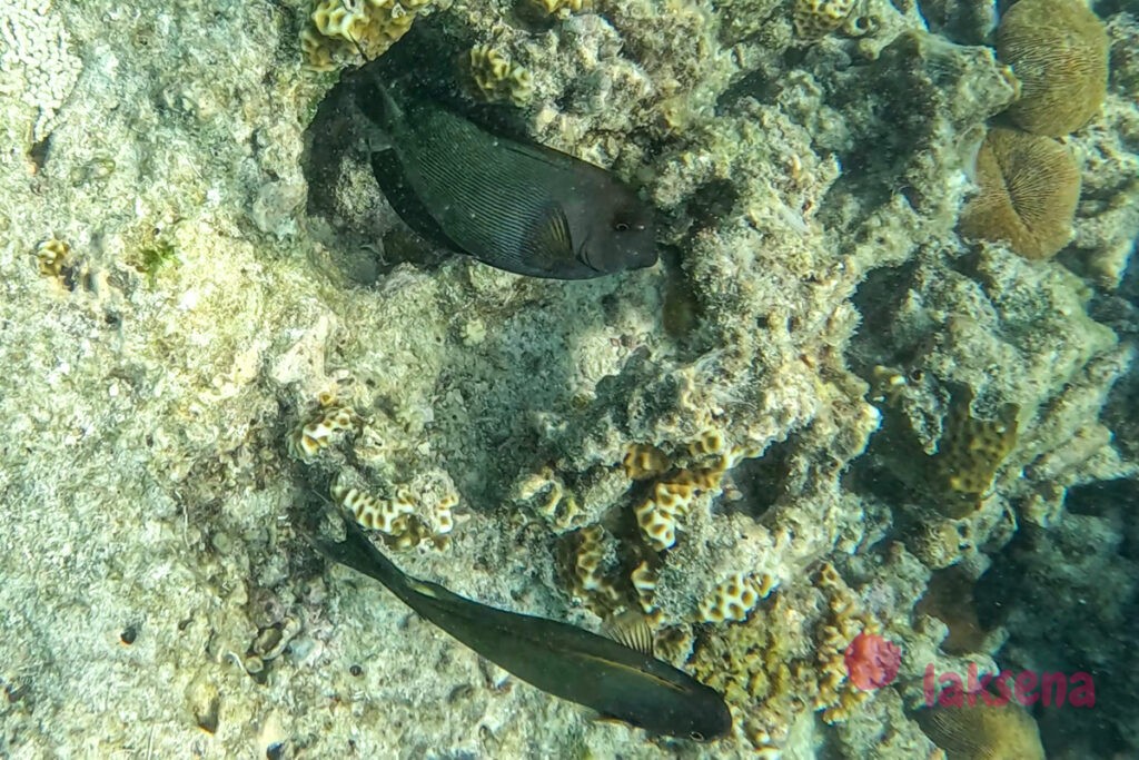 рифовые рыбы на Мальдивах Ctenochaetus striatus (полосатый хирург)