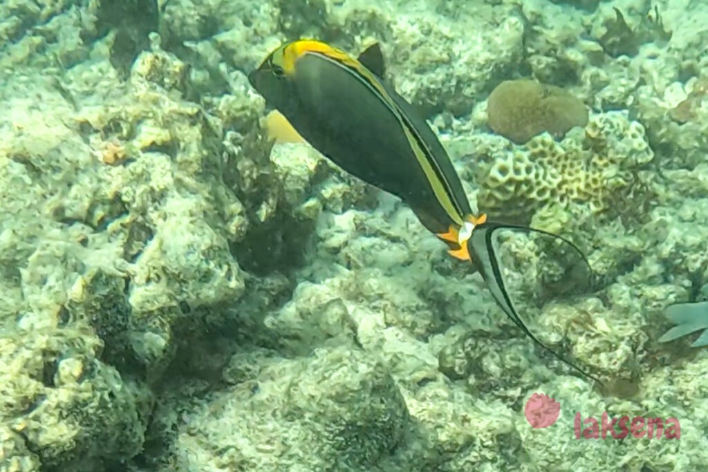 рифовые рыбы на Мальдивах Naso elegans – Изящная рыба-носорог – Elegant unicornfish