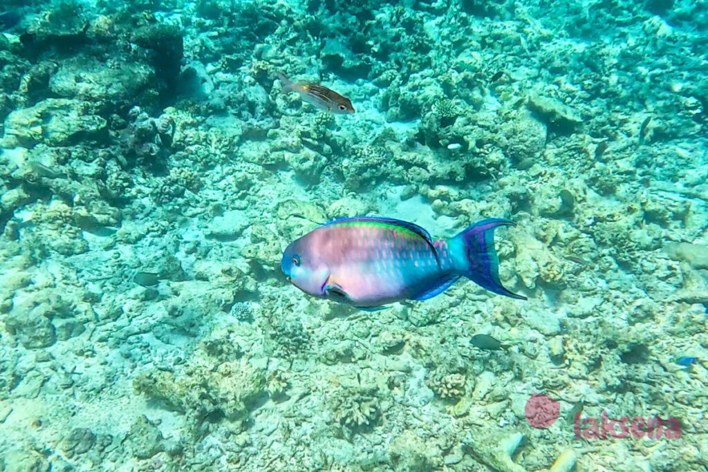 рифовые рыбы на Мальдивах Разноцветный попугай (Chlorurus sordidus) 