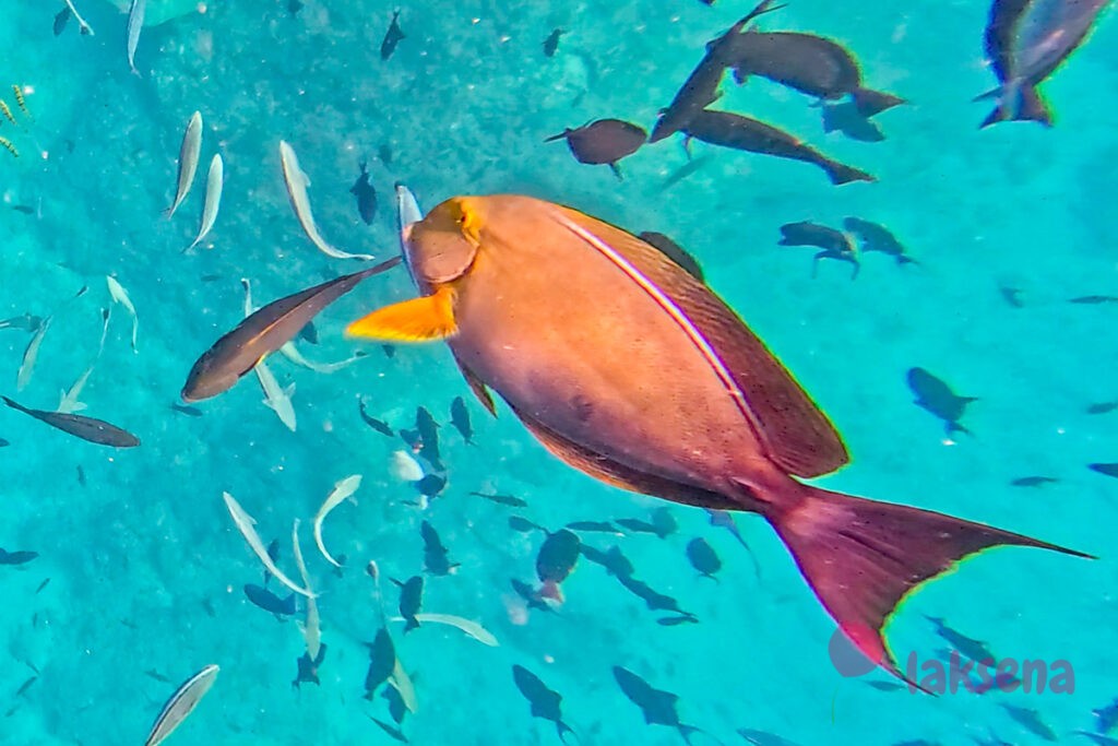 рифовые рыбы на Мальдивах Acanthurus xanthopterus, желтоперый хирург