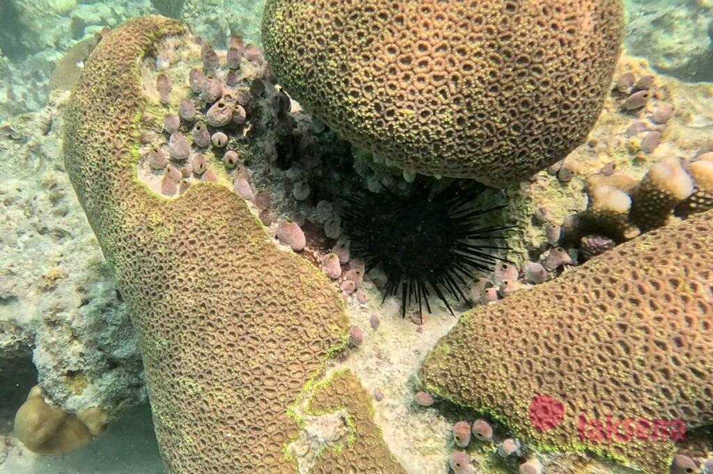 Морские ежи (Echinoidea)