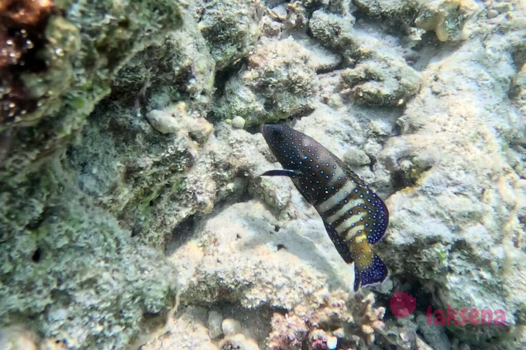 рифовые рыбы на Мальдивах Групер Аргуса или Павлинья гаррупа (Cephalopholis argus)